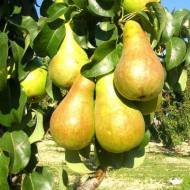 Саженец Груша Осень Буковины в контейнере